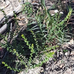 Platysace lanceolata at Gundary, NSW - 12 Apr 2021 11:17 AM