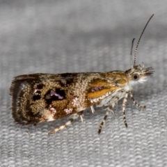 Tebenna micalis (Small Thistle Moth) at Melba, ACT - 18 Mar 2021 by Bron