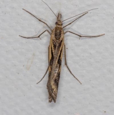 Hednota pedionoma (Pasture Webworm) at Melba, ACT - 18 Mar 2021 by Bron