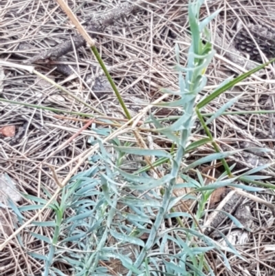 Lomandra obliqua (Twisted Matrush) at Gundary, NSW - 12 Apr 2021 by trevorpreston