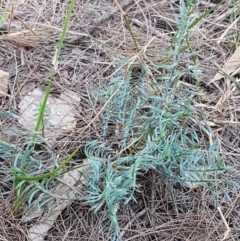 Lomandra obliqua at Gundary, NSW - 12 Apr 2021