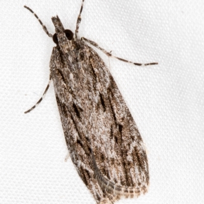 Scoparia (genus) (Unidentified Scoparia moths) at Melba, ACT - 18 Mar 2021 by Bron