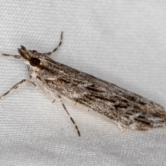 Scoparia (genus) at Melba, ACT - 18 Mar 2021