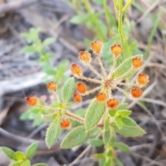 Pomax umbellata (A Pomax) at Gundary, NSW - 12 Apr 2021 by tpreston