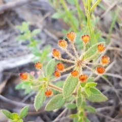 Pomax umbellata at Gundary, NSW - 12 Apr 2021 11:10 AM