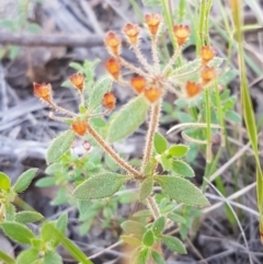 Pomax umbellata at Gundary, NSW - 12 Apr 2021 11:10 AM