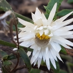 Helichrysum leucopsideum (Satin Everlasting) at Pomaderris Nature Reserve - 12 Apr 2021 by trevorpreston