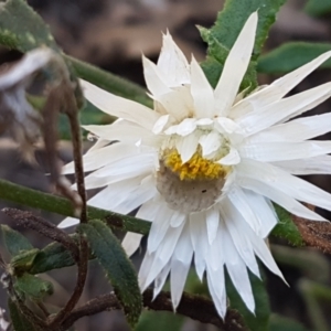 Helichrysum leucopsideum at Gundary, NSW - 12 Apr 2021