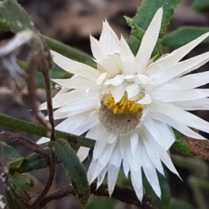 Helichrysum leucopsideum at Gundary, NSW - 12 Apr 2021 11:04 AM