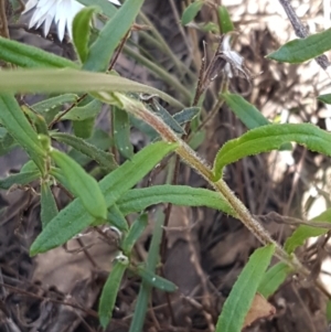 Helichrysum leucopsideum at Gundary, NSW - 12 Apr 2021 11:04 AM