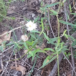 Helichrysum leucopsideum at Gundary, NSW - 12 Apr 2021