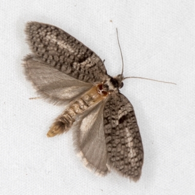 Trigonocyttara clandestina (Less-stick Case Moth) at Melba, ACT - 18 Mar 2021 by Bron