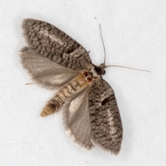 Trigonocyttara clandestina (Less-stick Case Moth) at Melba, ACT - 18 Mar 2021 by Bron