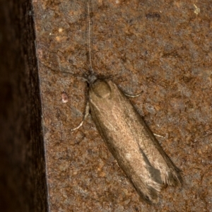 Gelechioidea (superfamily) at Melba, ACT - 18 Mar 2021