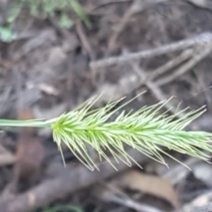 Echinopogon sp. (Hedgehog Grass) at Pomaderris Nature Reserve - 12 Apr 2021 by trevorpreston