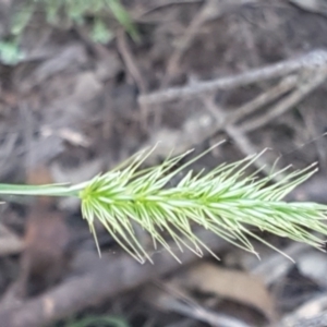 Echinopogon sp. at Gundary, NSW - 12 Apr 2021 11:04 AM