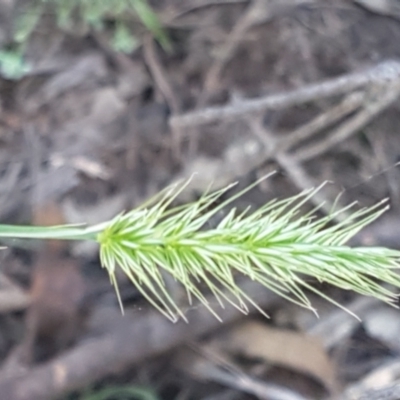 Echinopogon sp. (Hedgehog Grass) at Pomaderris Nature Reserve - 12 Apr 2021 by trevorpreston
