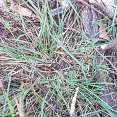 Echinopogon sp. at Gundary, NSW - 12 Apr 2021