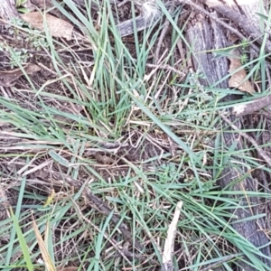 Echinopogon sp. at Gundary, NSW - 12 Apr 2021