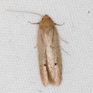 Tachystola (genus) at Melba, ACT - 18 Mar 2021