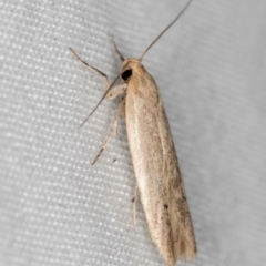 Tachystola (genus) at Melba, ACT - 18 Mar 2021