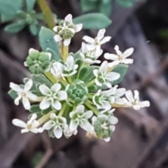 Poranthera microphylla (Small Poranthera) at Pomaderris Nature Reserve - 12 Apr 2021 by tpreston