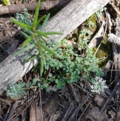 Poranthera microphylla at Gundary, NSW - 12 Apr 2021 11:02 AM