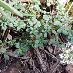 Poranthera microphylla at Gundary, NSW - 12 Apr 2021 11:02 AM