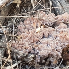 Ramaria sp. (A Coral fungus) at Gundary, NSW - 12 Apr 2021 by tpreston