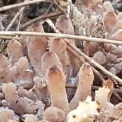 Ramaria sp. at Gundary, NSW - 12 Apr 2021