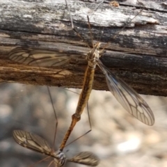 Ptilogyna sp. (genus) (A crane fly) at Gundary, NSW - 12 Apr 2021 by trevorpreston