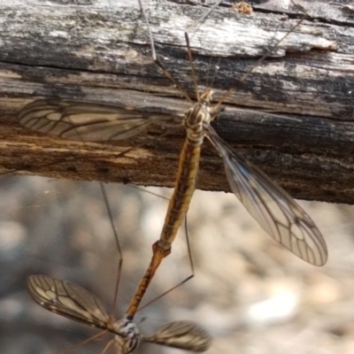 Ptilogyna sp. (genus) (A crane fly) at Gundary, NSW - 12 Apr 2021 by tpreston