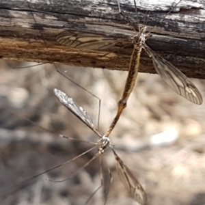 Ptilogyna sp. (genus) at Gundary, NSW - 12 Apr 2021