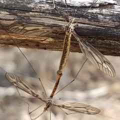 Ptilogyna sp. (genus) at Gundary, NSW - 12 Apr 2021