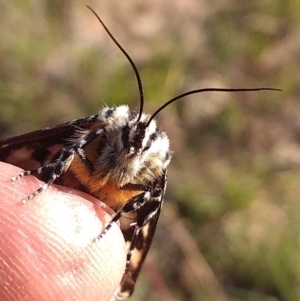 Apina callisto at Tuggeranong DC, ACT - 12 Apr 2021 03:00 PM