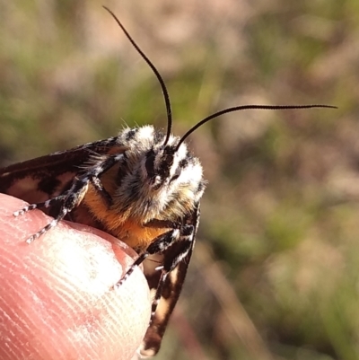 Apina callisto (Pasture Day Moth) at Farrer Ridge - 12 Apr 2021 by Greggy