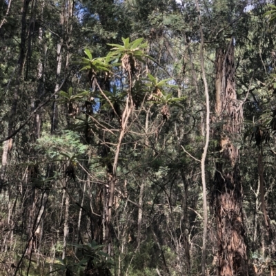 Bedfordia arborescens (Blanket Bush) at Uriarra, NSW - 12 Apr 2021 by Sarah2019