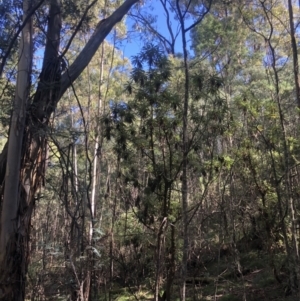 Bedfordia arborescens at Uriarra, NSW - 12 Apr 2021