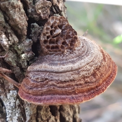 Phaeotrametes decipiens (A Polypore) at Gundary, NSW - 12 Apr 2021 by trevorpreston