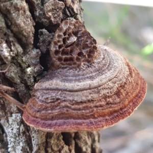 Phaeotrametes decipiens at Gundary, NSW - 12 Apr 2021