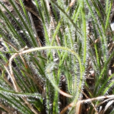 Poaceae (family) (Unidentified Grass) at Pomaderris Nature Reserve - 12 Apr 2021 by trevorpreston