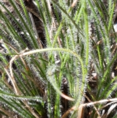 Poaceae (family) (Unidentified Grass) at Gundary, NSW - 12 Apr 2021 by trevorpreston