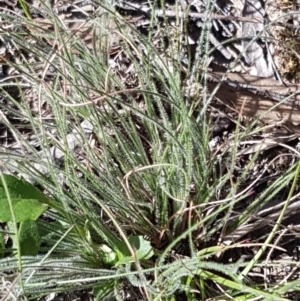 Poaceae (family) at Gundary, NSW - 12 Apr 2021