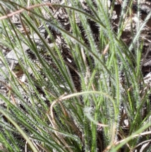 Poaceae (family) at Gundary, NSW - 12 Apr 2021 10:49 AM