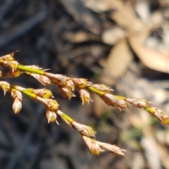 Lepidosperma laterale (Variable Sword Sedge) at Pomaderris Nature Reserve - 12 Apr 2021 by tpreston