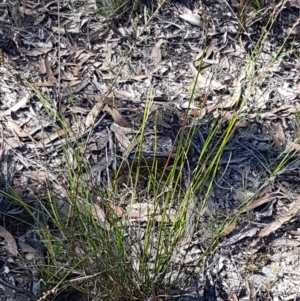 Lepidosperma laterale at Gundary, NSW - 12 Apr 2021