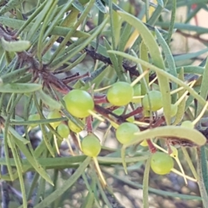 Persoonia linearis at Gundary, NSW - 12 Apr 2021 10:46 AM