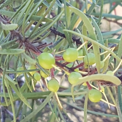 Persoonia linearis (Narrow-leaved Geebung) at Pomaderris Nature Reserve - 12 Apr 2021 by tpreston