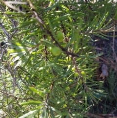 Persoonia linearis at Gundary, NSW - 12 Apr 2021