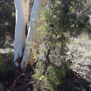 Persoonia linearis at Gundary, NSW - 12 Apr 2021 10:46 AM